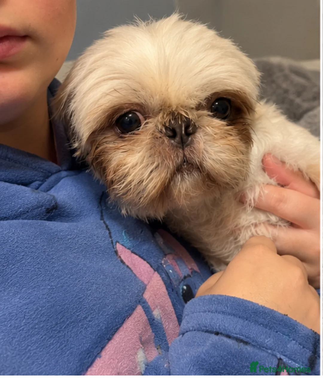 Shih Tzu dogs for sale: Beautiful Poppy Imperial/Miniature Shih Tzu  - Advert 2