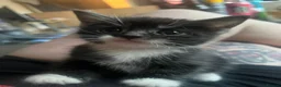 Norwegian Forest Cat cats for sale: 5 beautiful norwegian forest kittens  - Advert 5