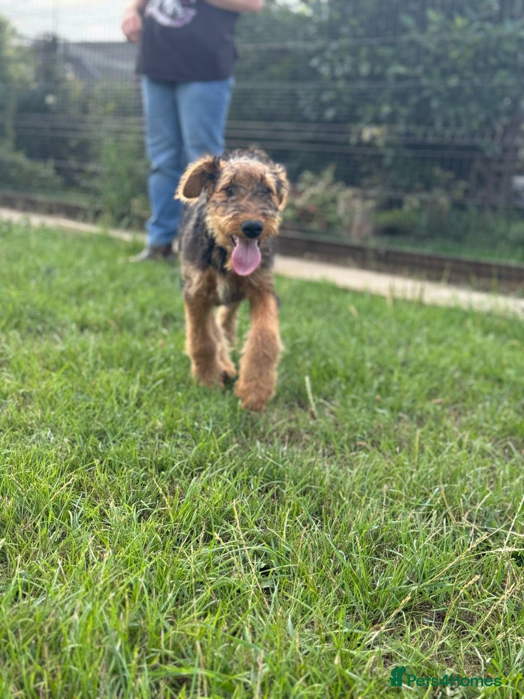 Airedale Terrier dogs for sale: Just 2 KC Registered Airedale Boys Available  in Kettering - Image 18