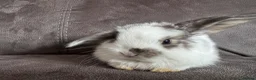 Mini Lop rabbits for sale: Beautiful Mini Lops Available to Reserve - Advert 26