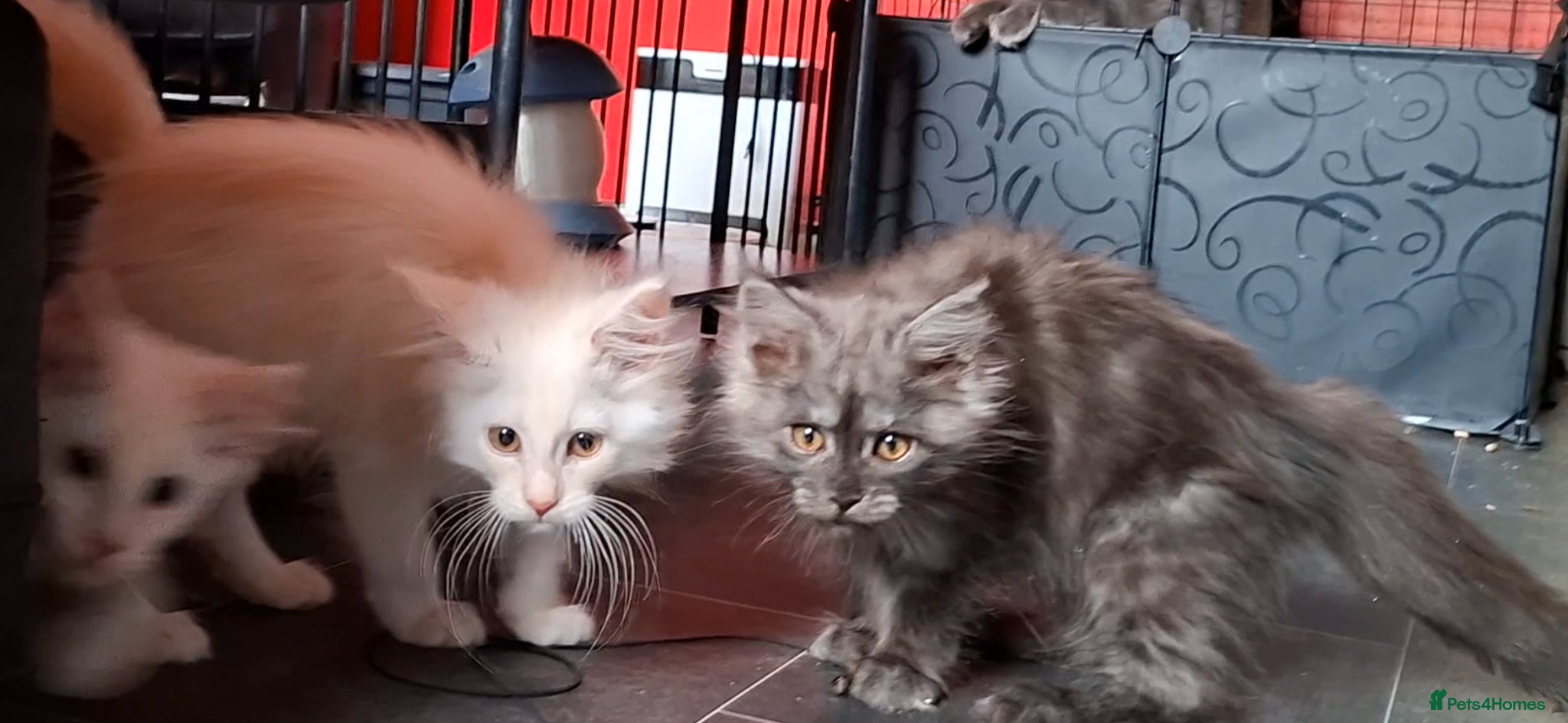 Maine Coon cats Pedigree Maine Coon Kittens in Manchester  - Advert 1