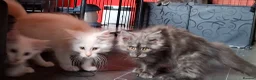 Maine Coon cats for sale: Pedigree Maine Coon Kittens in Manchester  - Advert 1