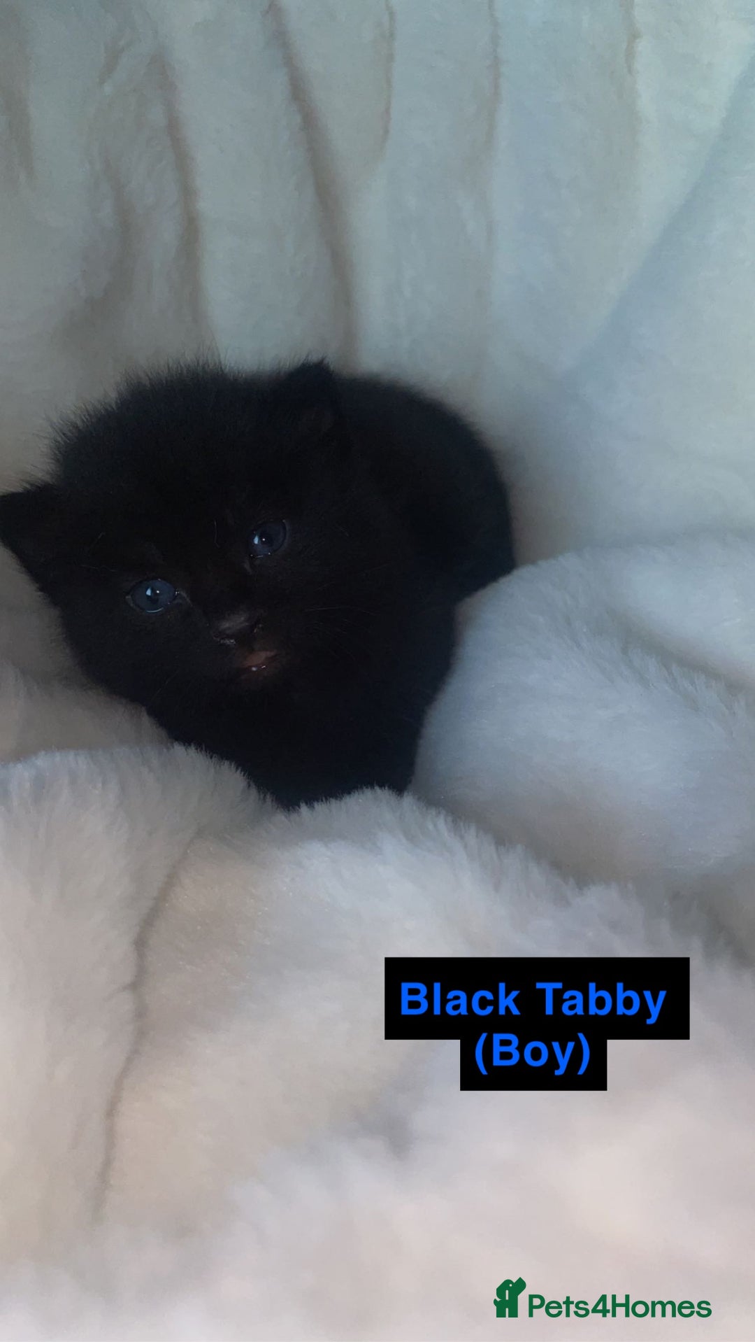 British Shorthair cats for sale: British Shorthair & Turkish Angora Mixed Kittens✨  - Image 3
