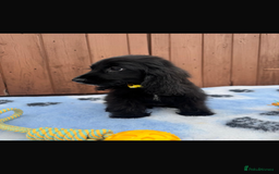 Cocker Spaniel dogs for sale: Show type cocker spaniel puppy’s  - Image 8