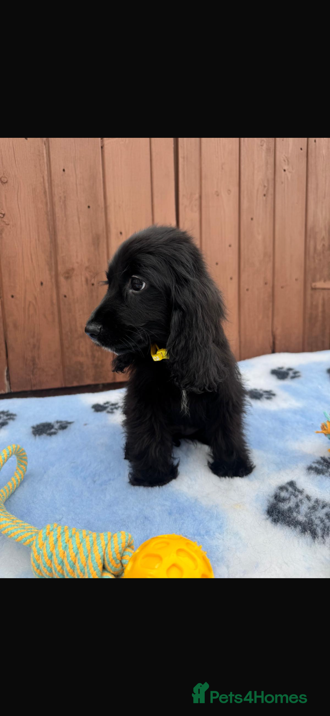 Cocker Spaniel dogs for sale: Show type cocker spaniel puppy’s  - Image 8