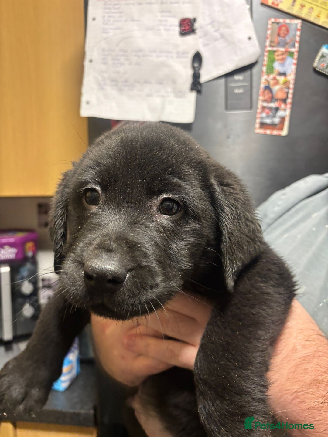 Labrador Retriever dogs for sale: Labrador Puppies Vet checked Ready to be rehomed - Advert 8