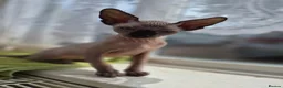 Sphynx cats for sale: Canadian sphynx kitten looking for home in Oldbury - Advert 3