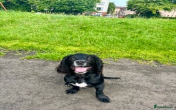 Cocker Spaniel dogs for sale: Rehome  - Image 3