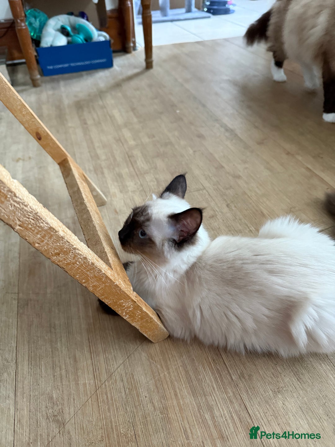 Ragdoll cats for sale: Seal point ragdoll girl GCCF registered - Image 5