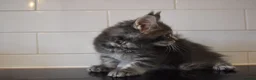 Maine Coon cats for sale: READY FOR COLLECTION  TICA registered kittens - Advert 30