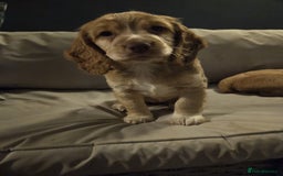 Cocker Spaniel dogs for sale: Cocker spaniel puppy  - Image 11