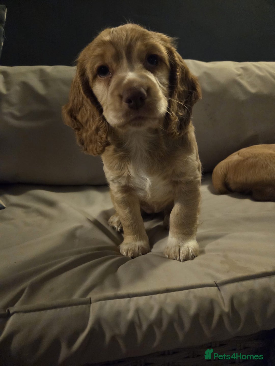 Cocker Spaniel dogs for sale: Cocker spaniel puppy  - Image 11
