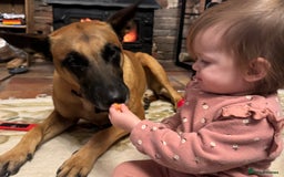 Belgian Shepherd Dog dogs for sale: Malinois Pups. Intentionally Bred as family dogs - Advert 20