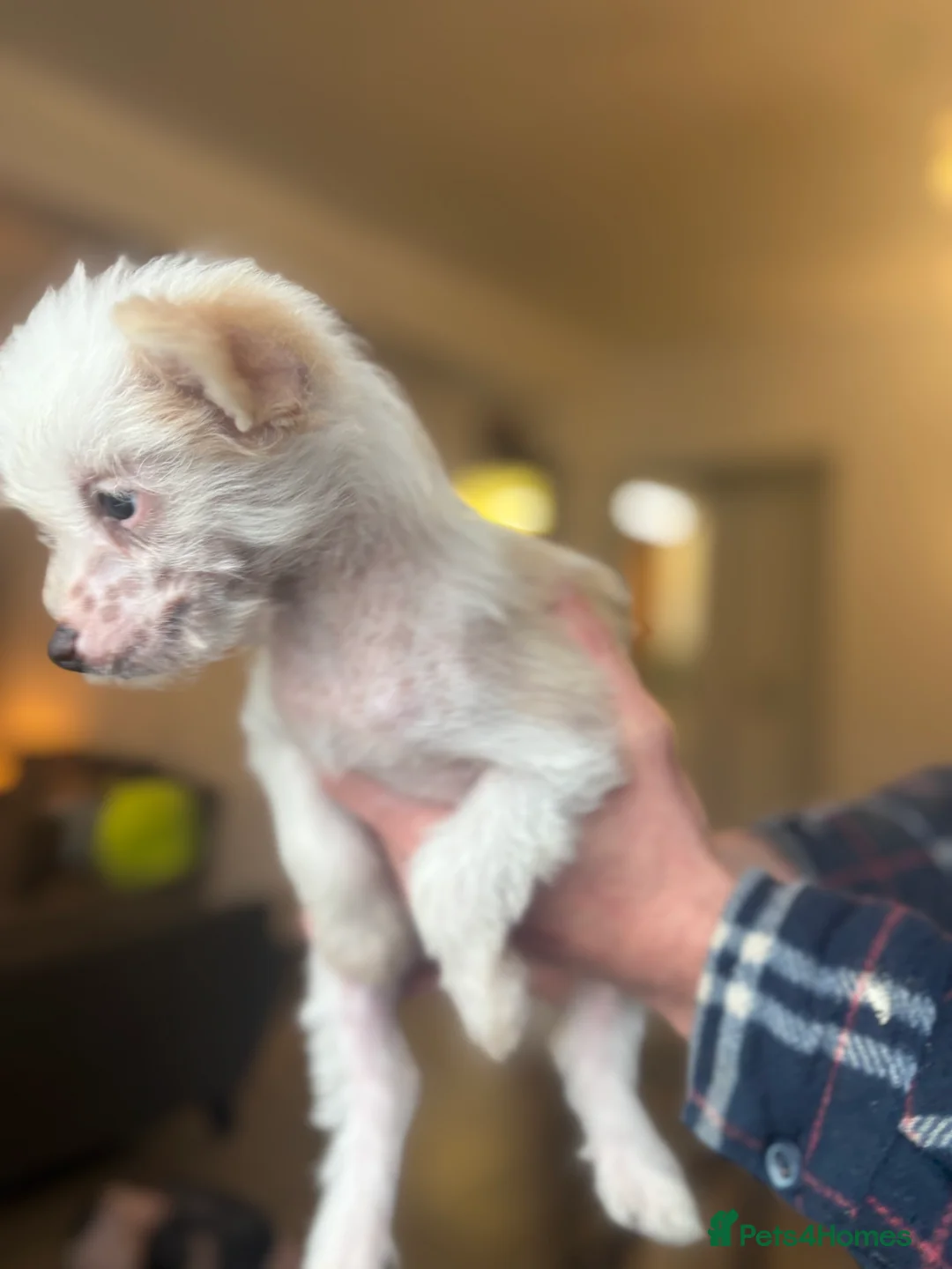 Chinese Crested dogs for sale: 🐾  Chinese Crested Puppies   - Advert 17