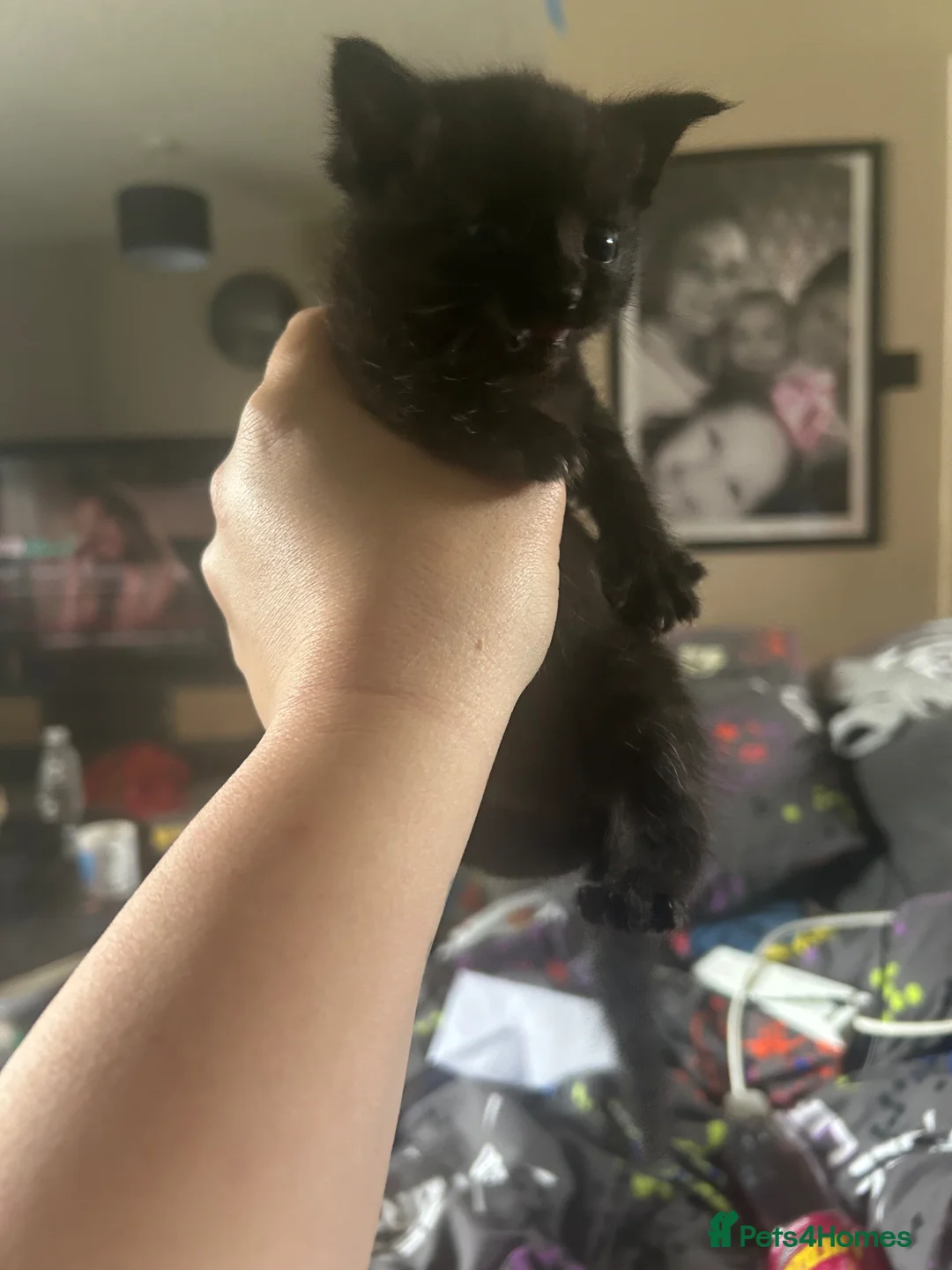 Mixed Breed cats for sale: Female kittens  - Advert 3