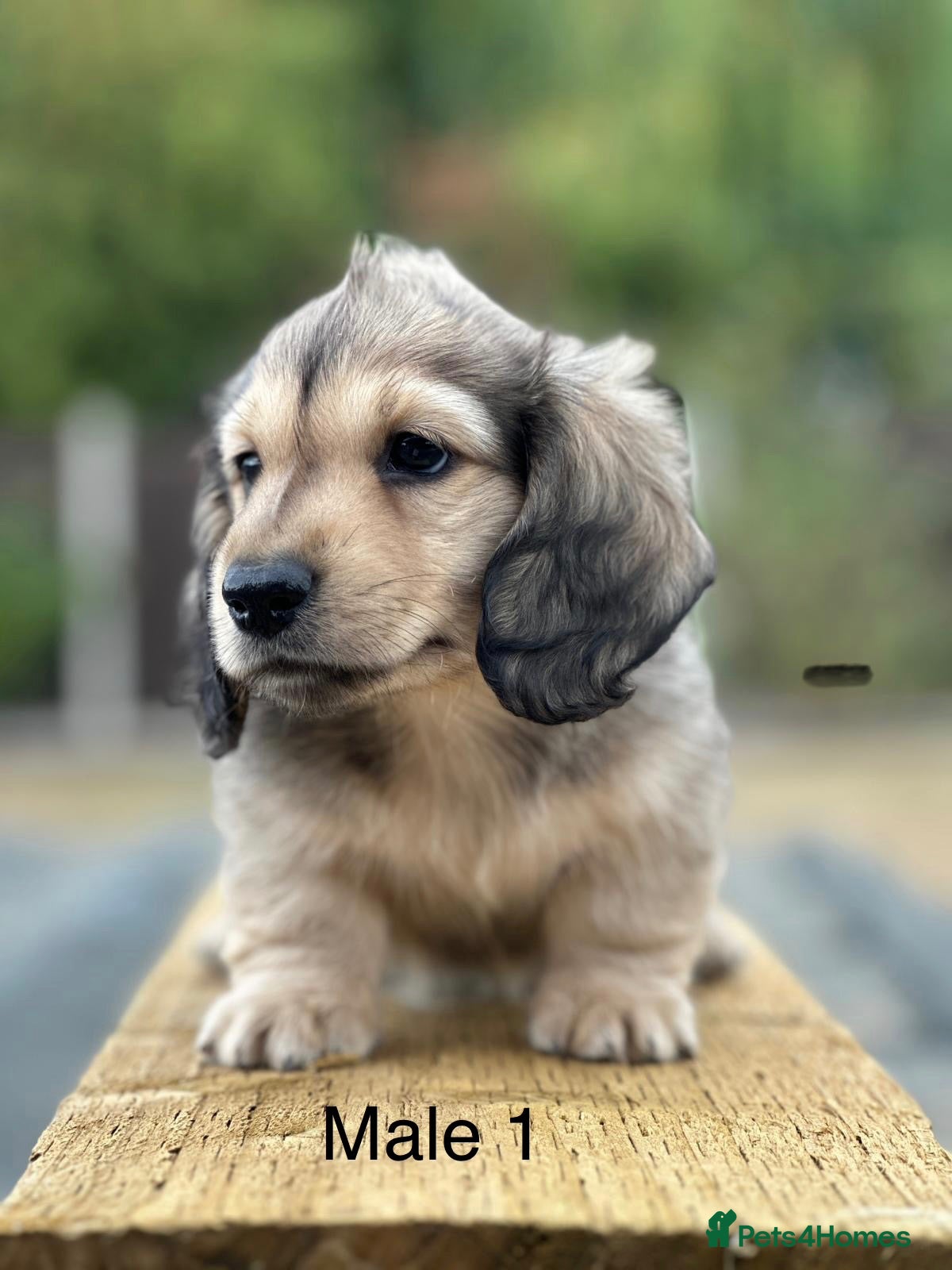 Miniature Dachshund dogs Miniature shaded cream longhaired Dachshund  - Advert 2