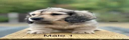 Miniature Dachshund dogs for sale: Miniature shaded cream longhaired Dachshund  - Advert 1