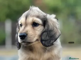 Miniature Dachshund dogs Miniature shaded cream longhaired Dachshund - Advert 1