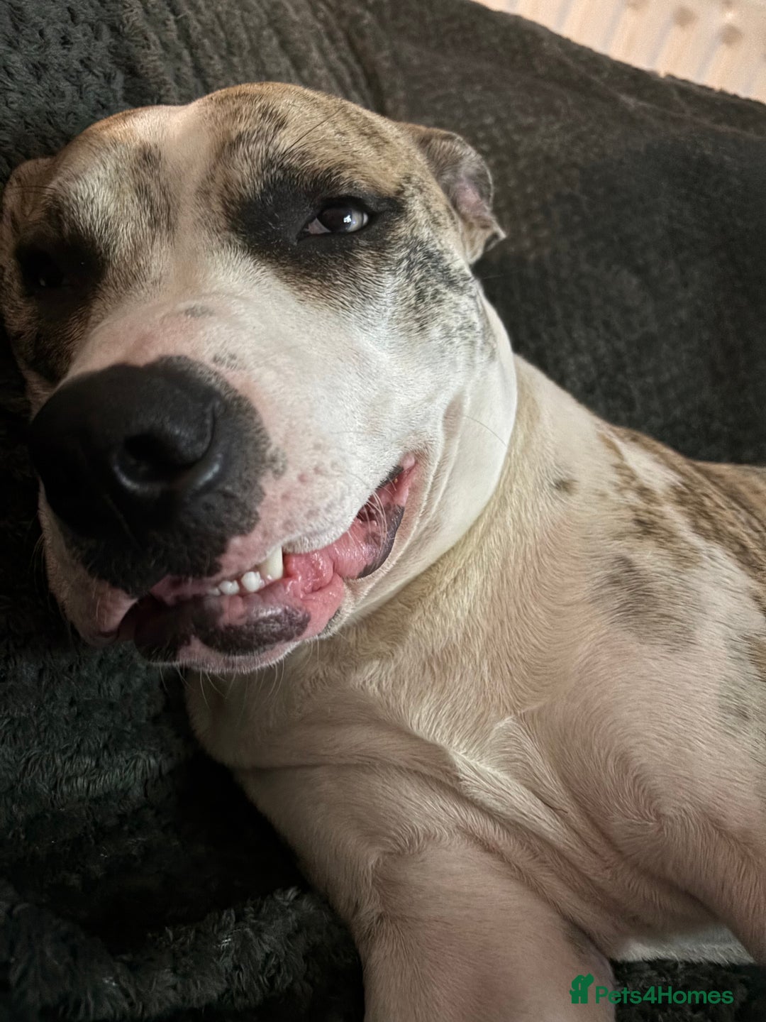 American Bulldog dogs for sale: 1 year old American bulldog  - Advert 4