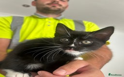 Mixed Breed cats for sale: 3 gorgeous kittens 🖤🤍 - Image 3