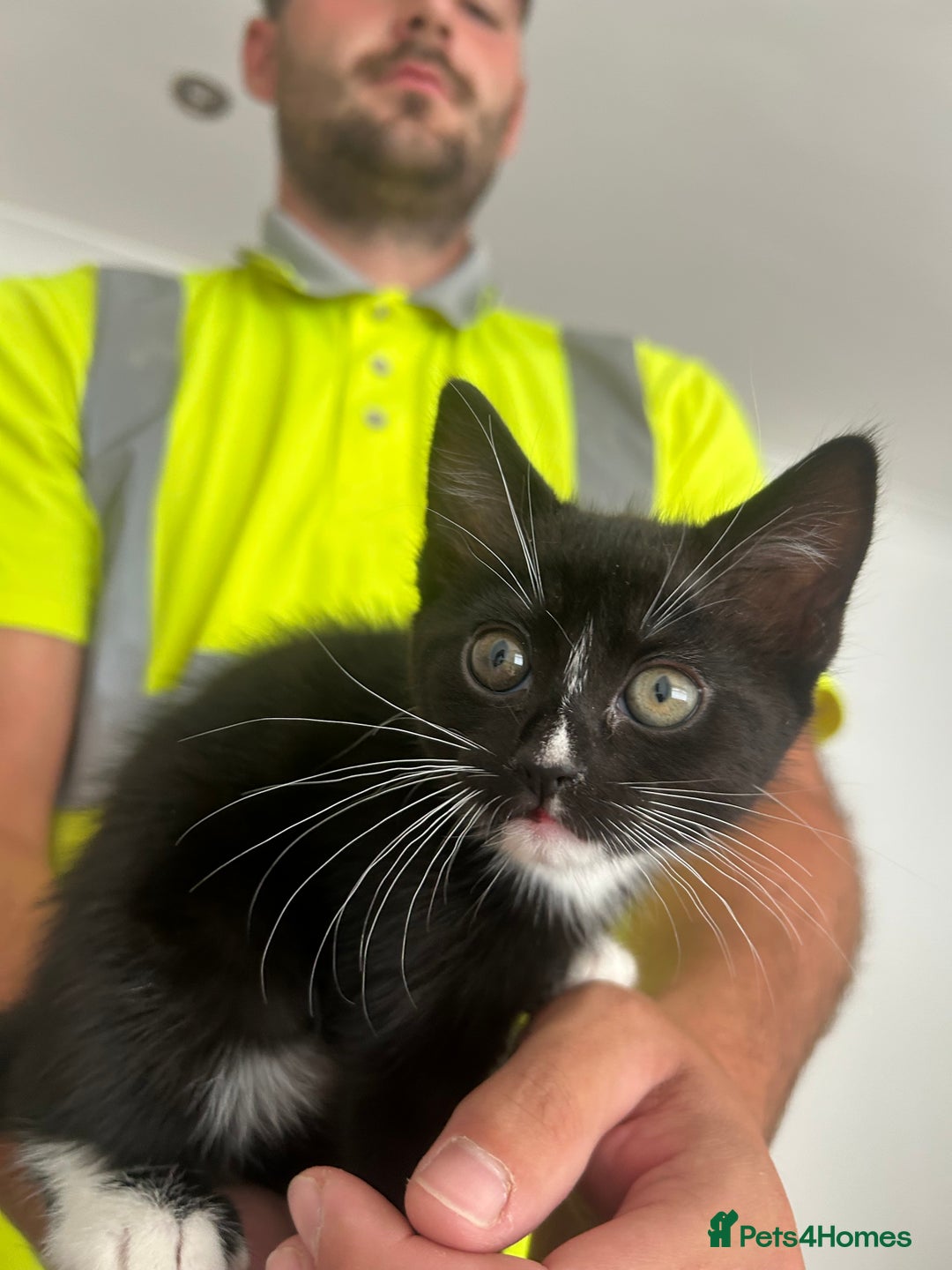 Mixed Breed cats for sale: 3 gorgeous kittens 🖤🤍 - Image 3