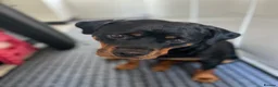 Rottweiler dogs for sale: Beautiful Rottweiler puppies for sale in Tonbridge - Advert 1