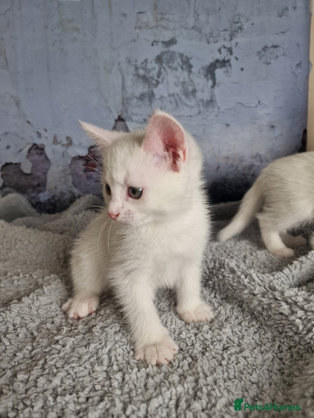 Mixed Breed cats for sale: Lovely kittens from a white odd-eyed mother. - Advert 6
