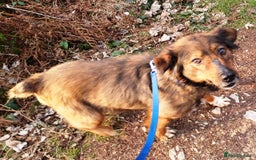 Mixed Breed dogs for adoption: Meet Charlie - a Lovely old boy, for a loving Home - Image 15