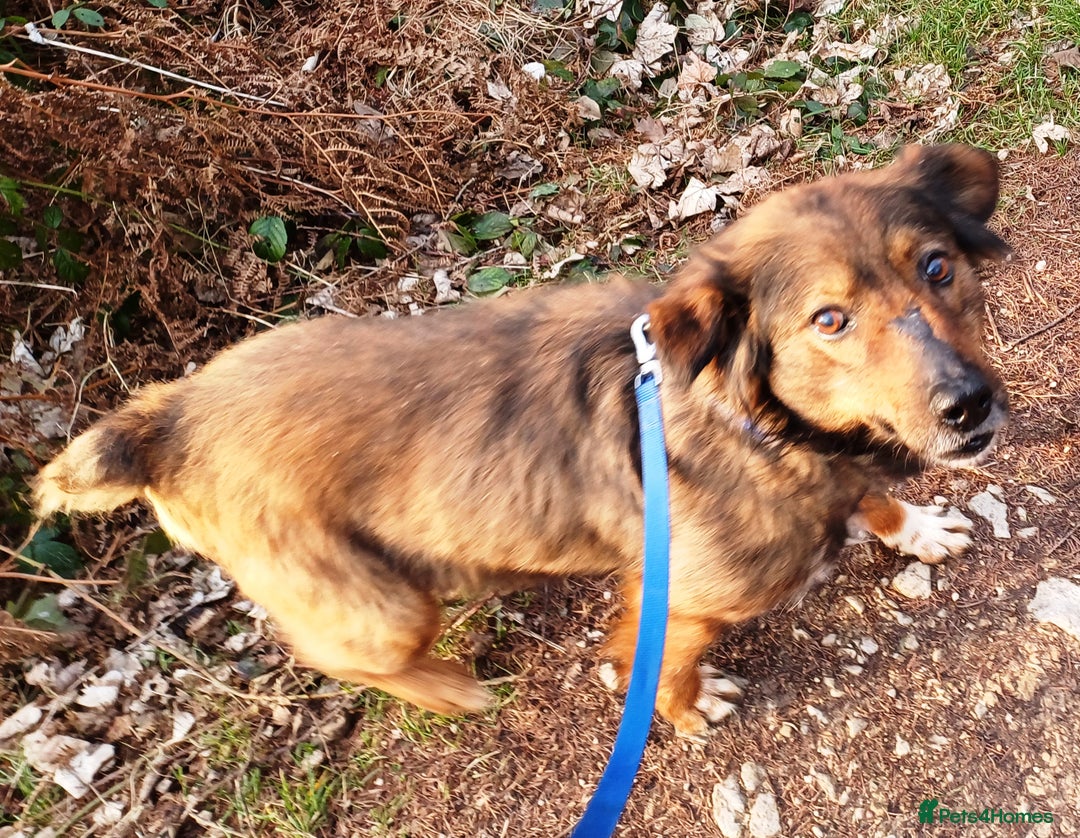 Mixed Breed dogs for adoption: Meet Charlie - a Lovely old boy, for a loving Home - Image 15