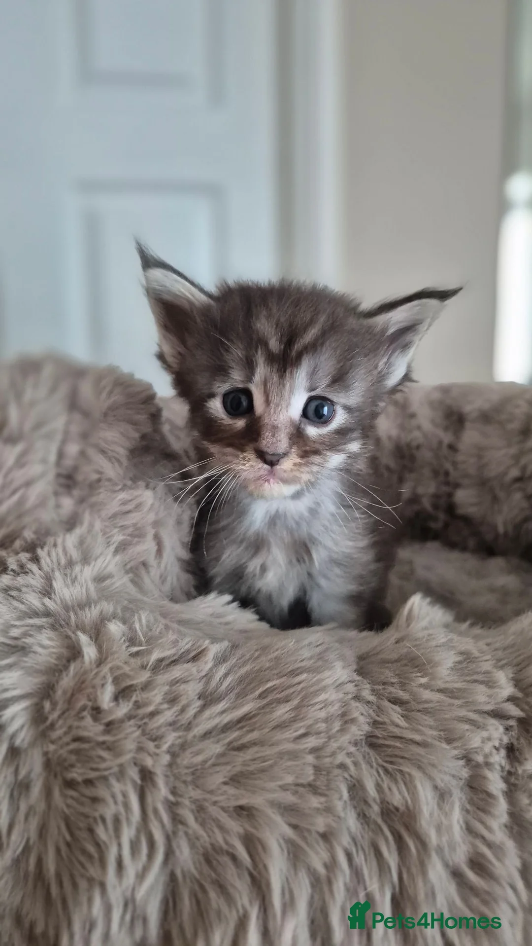 Maine Coon cats for sale: Beautiful, well handled Maincoon kittens  in Gosport - Advert 38