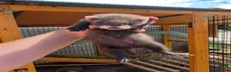 Ferret rodents for sale: Ferret kits - Advert 5