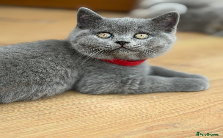 Scottish Fold cats - Advert 2