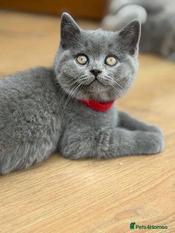 Scottish Fold cats - Advert 2