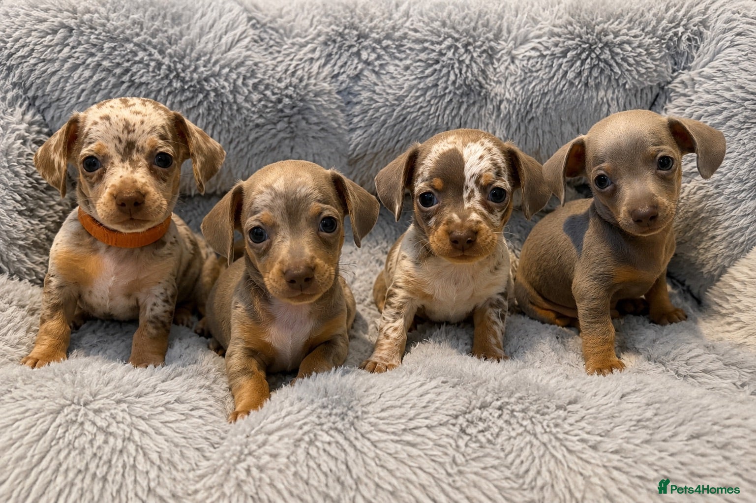 Chiweenie dogs Chiweenie chihuahua dachshund pups BOYS - Advert 1
