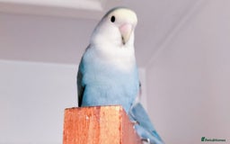 Lovebirds birds for sale: Lovey & Shadow, The Feathered Romeo and Juliet - Image 5