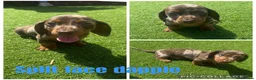 Dachshund dogs for sale: Beautiful miniature Dachshund puppies - Advert 1