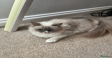 Ragdoll cats - Advert 3