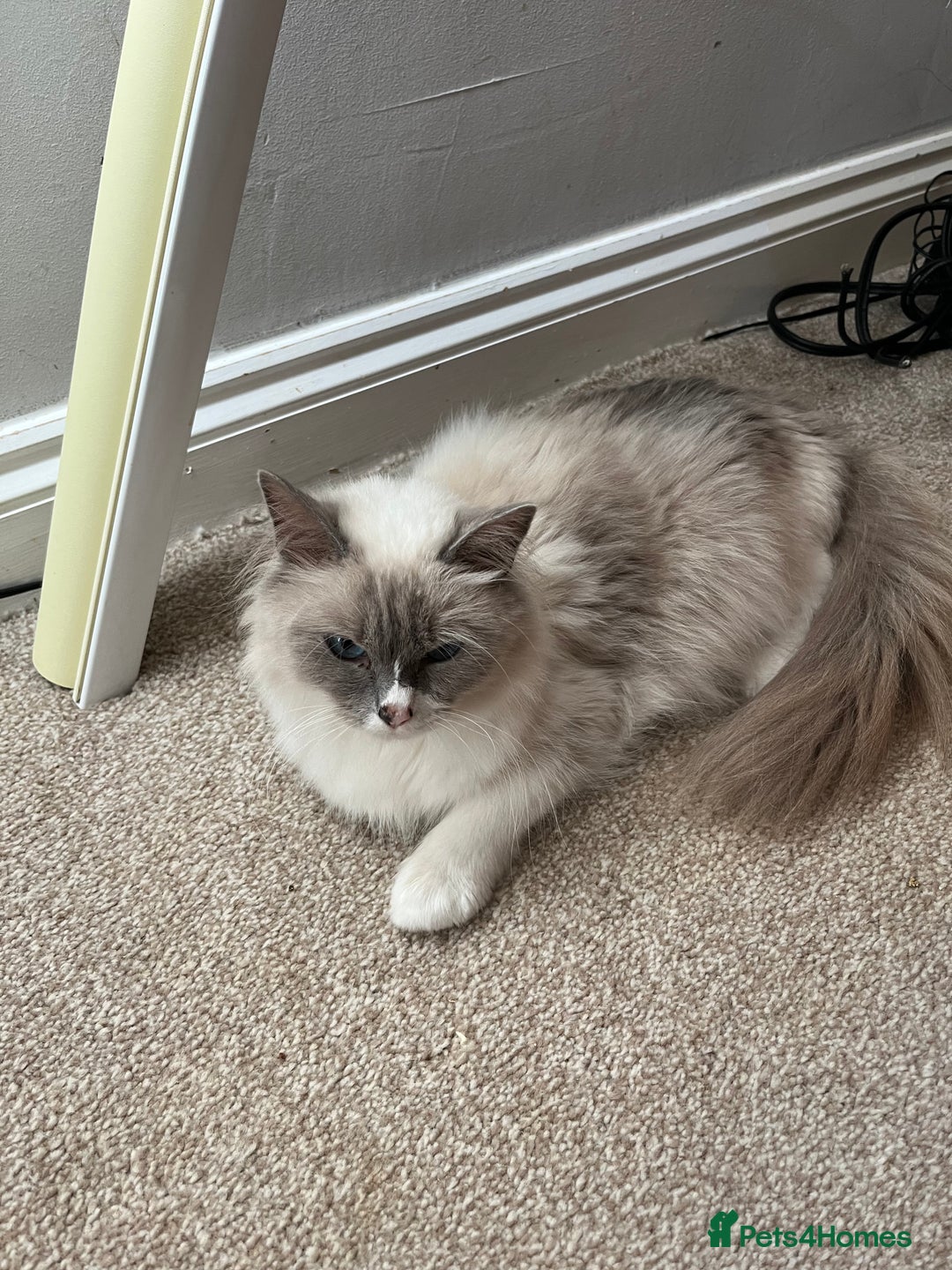 Ragdoll cats for sale: Ragdoll kittens - Image 3