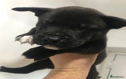 Mixed Breed dogs for sale: Cane corso x American akita cross(READY TO LEAVE) - Image 15