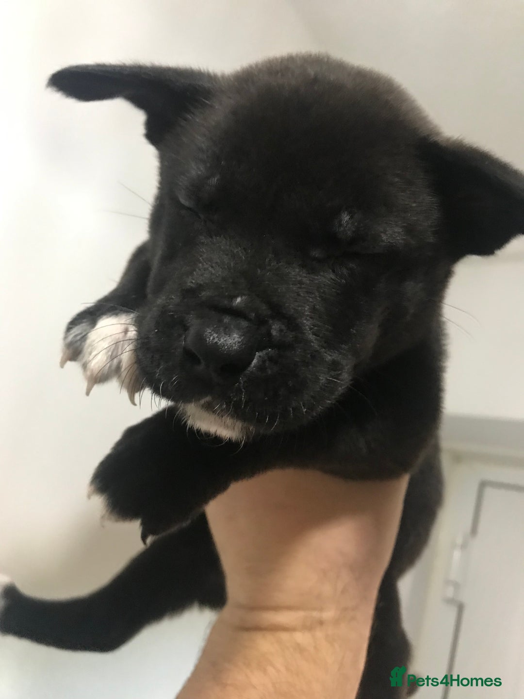 Mixed Breed dogs for sale: Cane corso x American akita cross(READY TO LEAVE) - Image 15