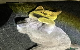 British Shorthair cats for sale: Male British Shorthair kitten 6 month old  - Image 4