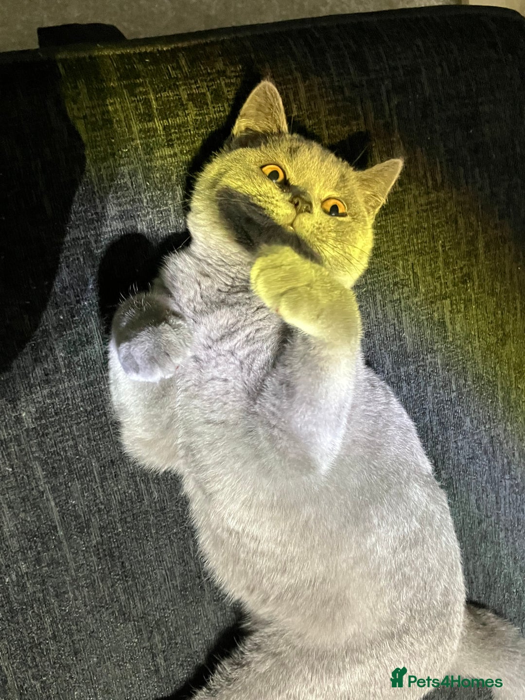 British Shorthair cats for sale: Male British Shorthair kitten 6 month old  - Image 4