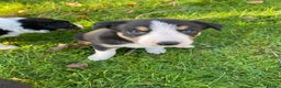 Mixed Breed dogs for sale: Beautiful Welsh Collie x Border Collie Puppies - Advert 7