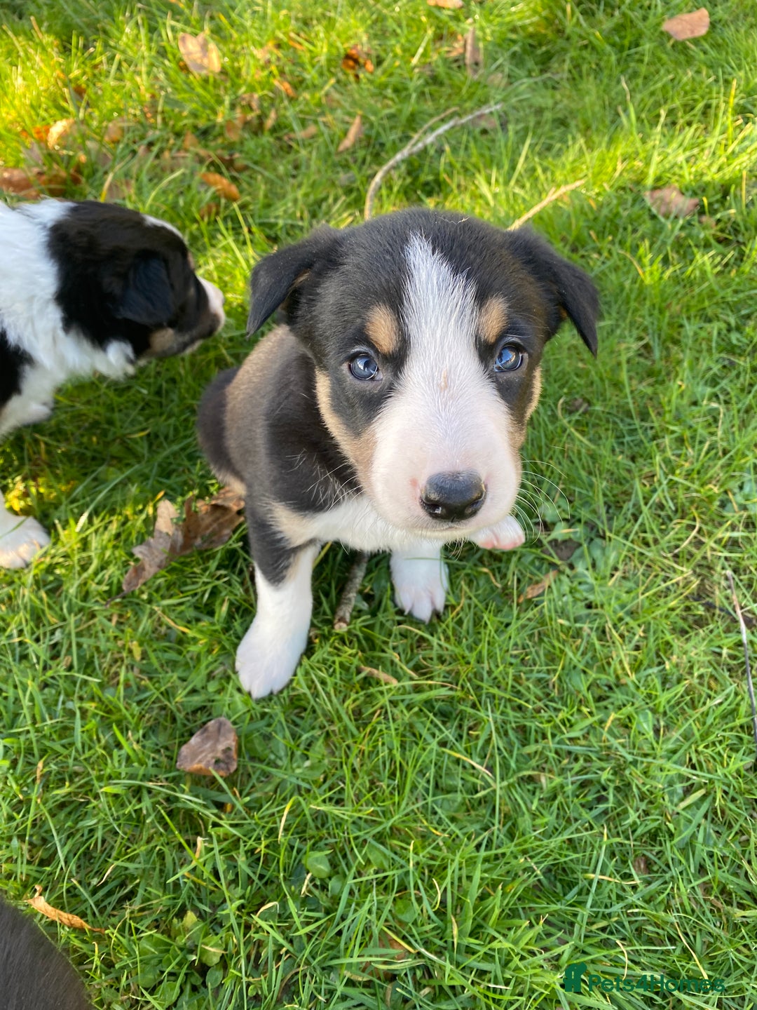 Mixed Breed dogs for sale: Beautiful Welsh Collie x Border Collie Puppies - Advert 7