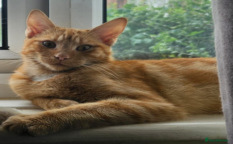 Turkish Angora cats - Advert 4