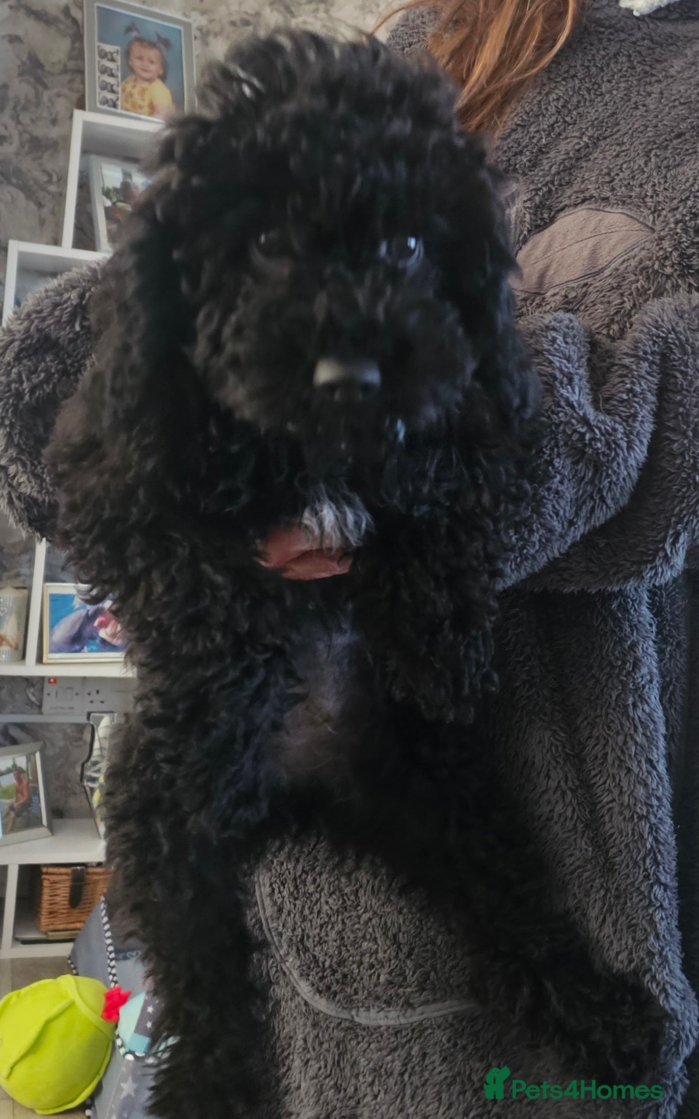 Mixed Breed dogs Puppies for sale - Advert 1