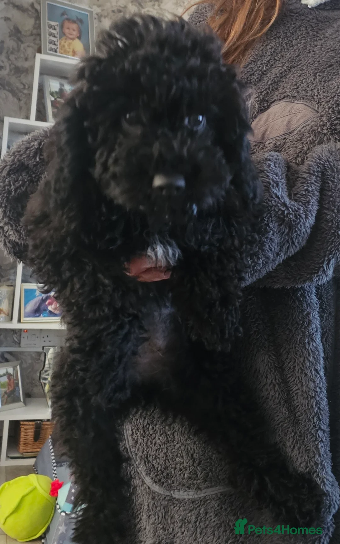 Mixed Breed dogs for sale: Puppies for sale in Newcastle upon Tyne - Advert 1