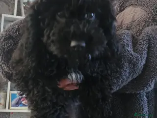 Mixed Breed dogs Puppies for sale - Advert 1