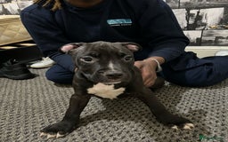 American Bull Staffy dogs for sale: american staffordshire for sale  - Image 16