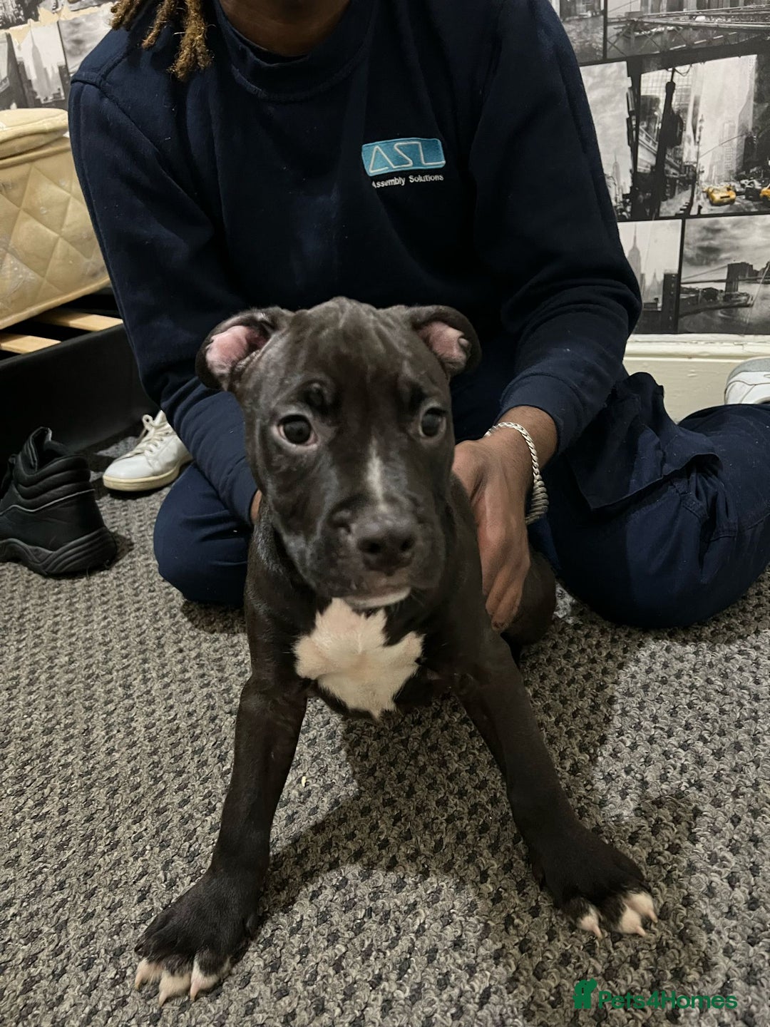 American Bull Staffy dogs for sale: american staffordshire for sale  - Image 16